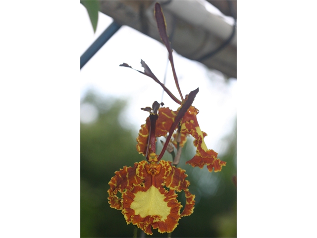 Butterfly Orchid in Sheila and Peter's back yard