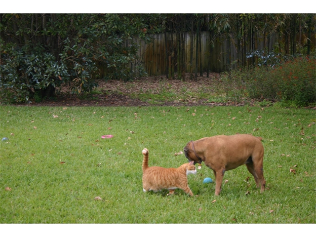 Mack and Roxie in the back yard