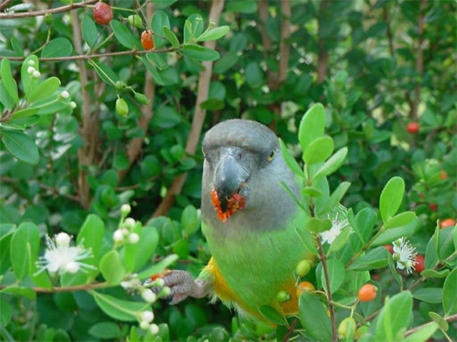 Archie eating Stopper berries