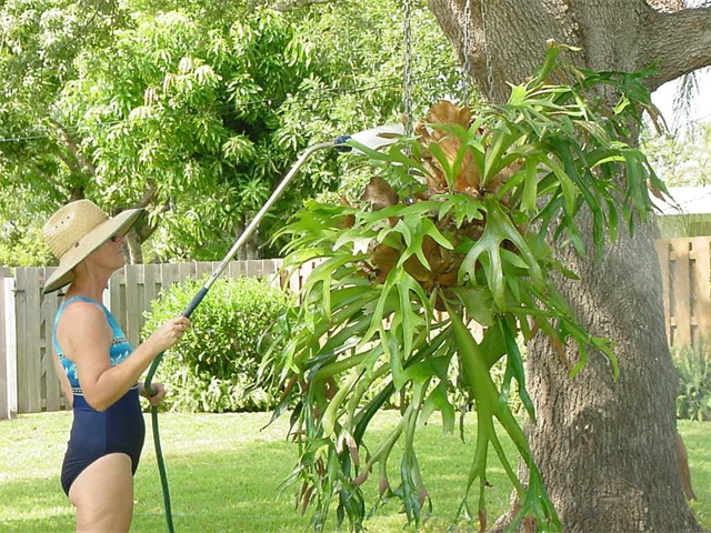 Sheila Watering the Staghorn fern